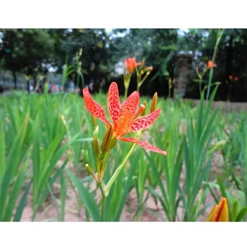 Belamcanda chinensis
