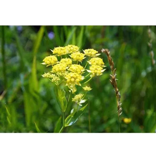 Bupleurum