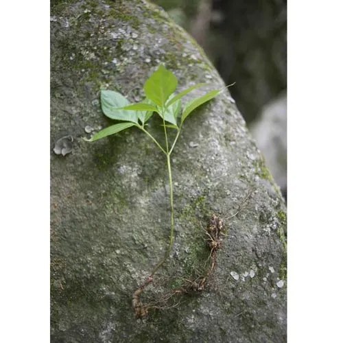 Ginseng