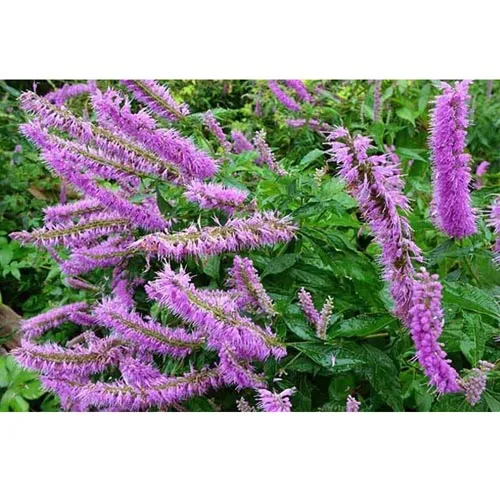 Mosla Herbes