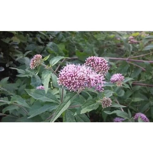 Eupatorium fortunei