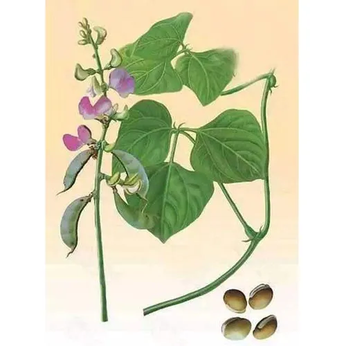 Fleur de lentille