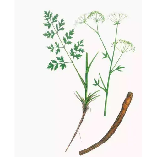 Saposhnikovia divaricata