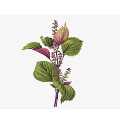 Feuilles de basilic