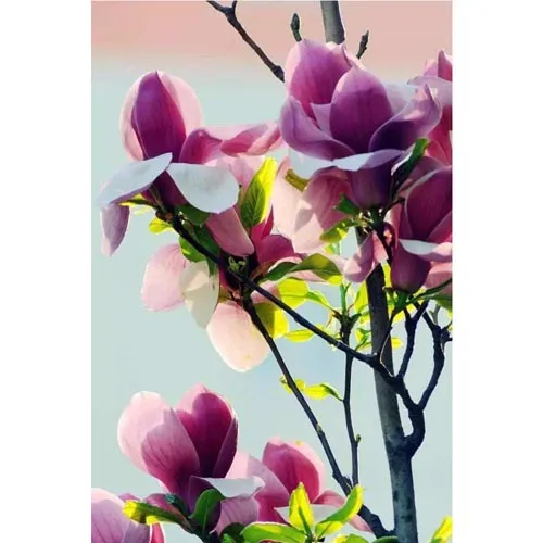Magnolia liliiflora
