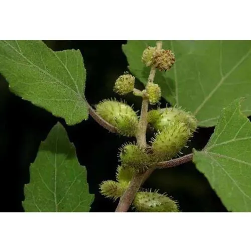 Xanthium sibiricum
