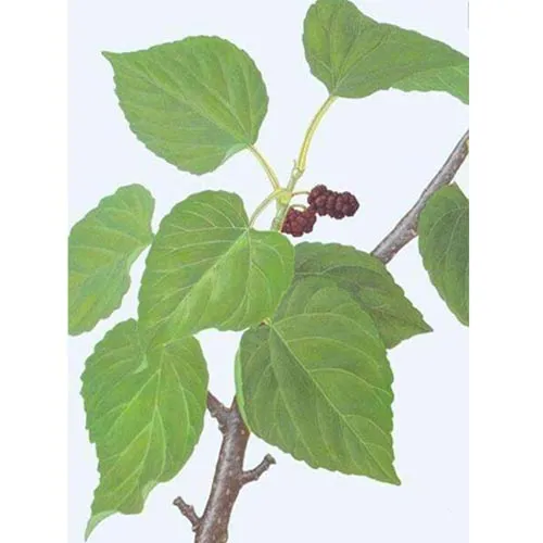 Feuilles de mûrier
