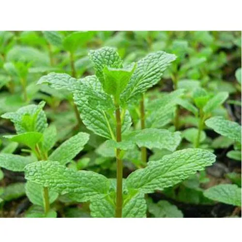Menthe