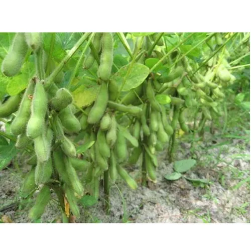 Rouleaux de haricots