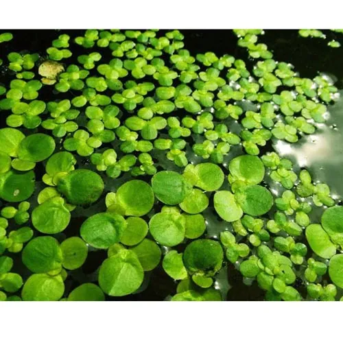 Lentilles d'eau
