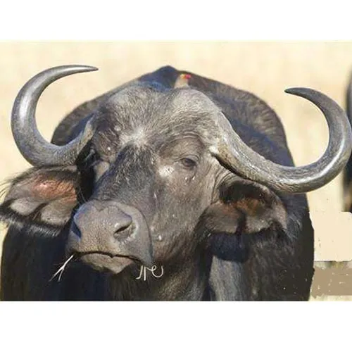 Corne de buffle