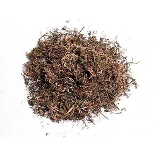 Hédyotis diffusa