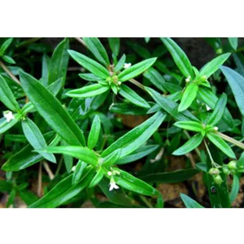 Hédyotis diffusa