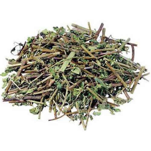 Scutellaria barbata