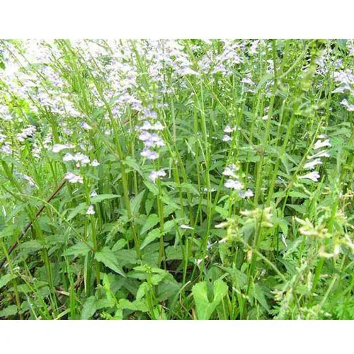 Scutellaria barbata