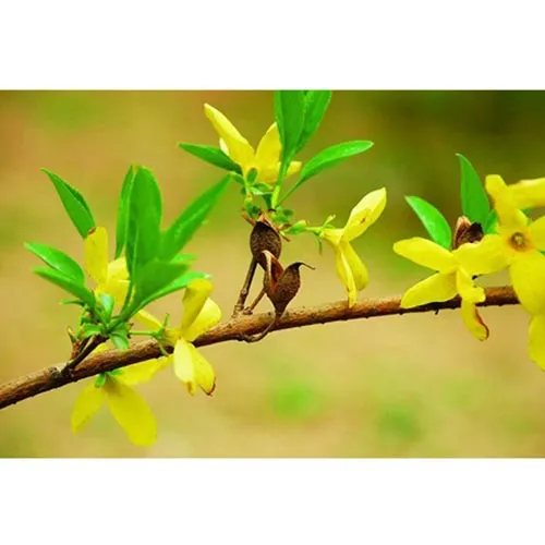 Forsythia