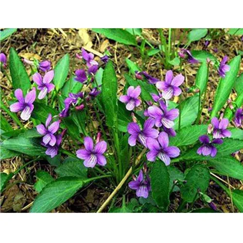 Viola yedoensis