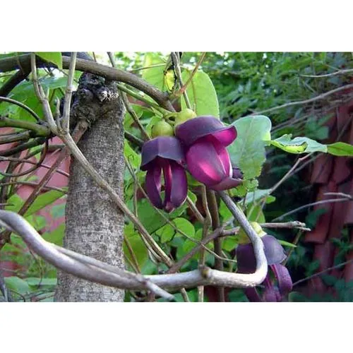 Vigne rouge