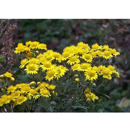 Chrysanthème sauvage