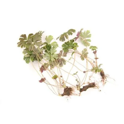 Graines de géranium