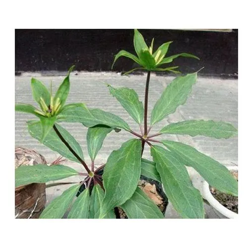 Rhizome de liliacées