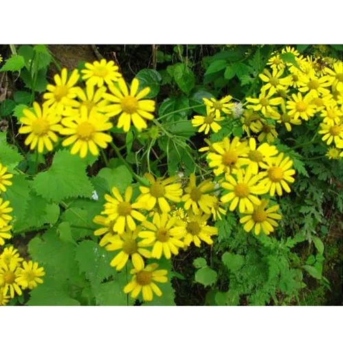 Senecio