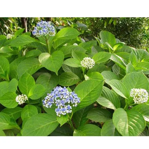 Dichroa febrifuga