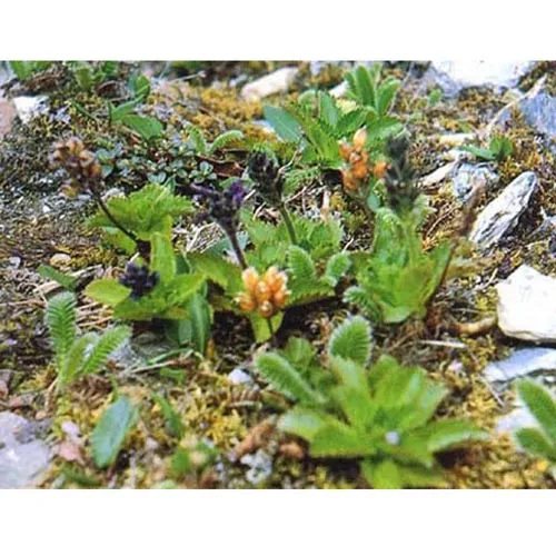 Picrorhiza scrophulariiflora