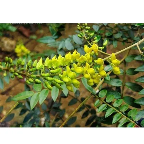 Sophora tonkinensis