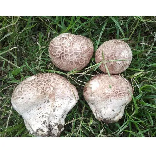 Puffball