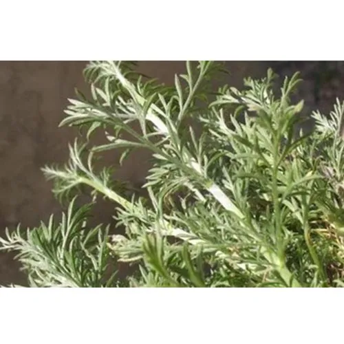 Artemisia capillaire