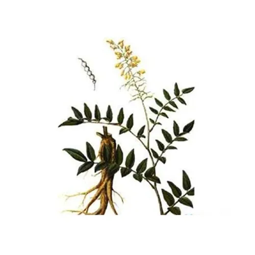 Racine séchée de Sophore à fleurs jaunes