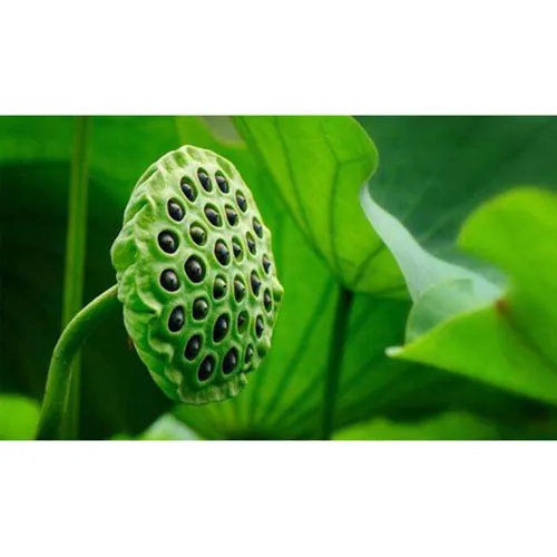 Coeur de graine de lotus