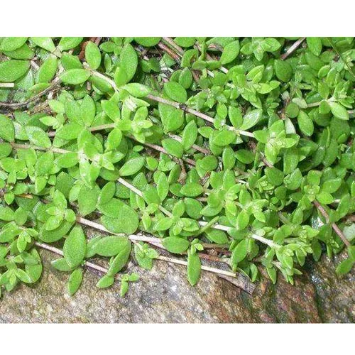 Sedum sarmentosum Bunge