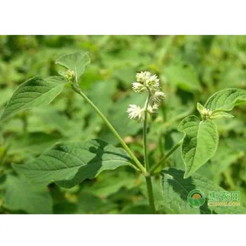 Achyranthes bidentata Blume