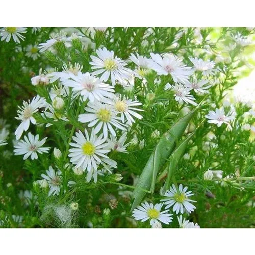 Stellaria dichotoma L