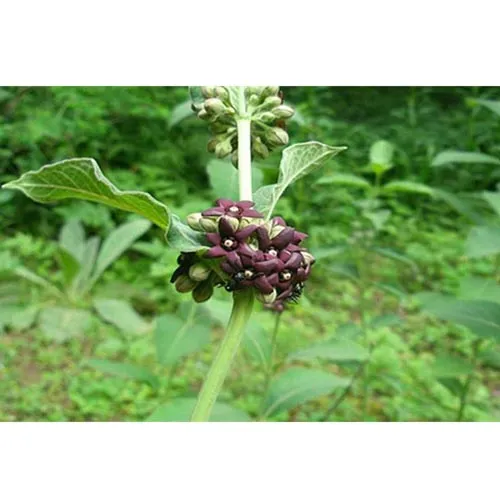 Cynanchum atratum Bunge