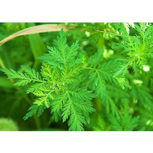Artemisia annuelle