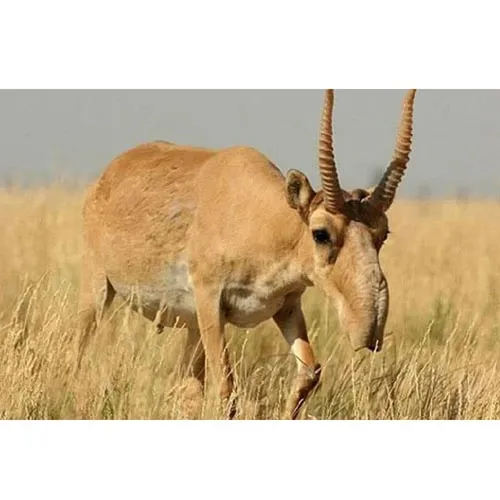 Corne d'antilope