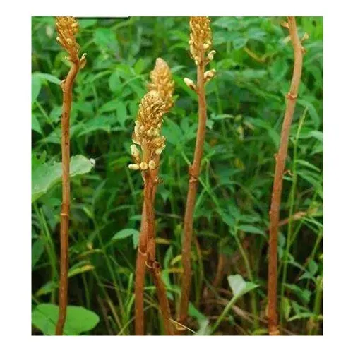 Gastrodia elata