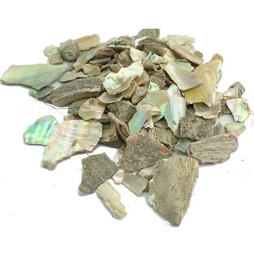 Haliotis diversicolor
