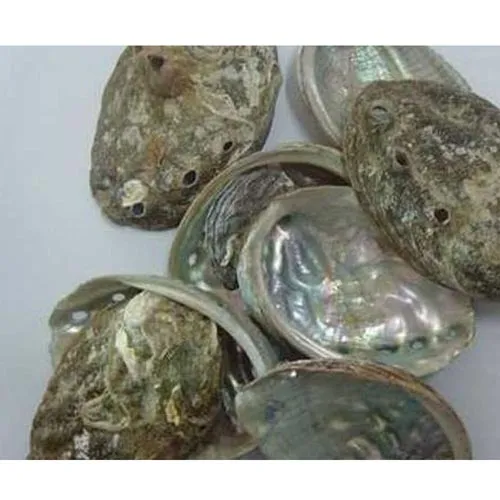 Haliotis diversicolor