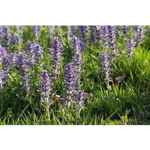 Prunella vulgaris