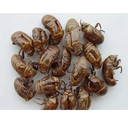 Cryptotympanapustulata Fabricius