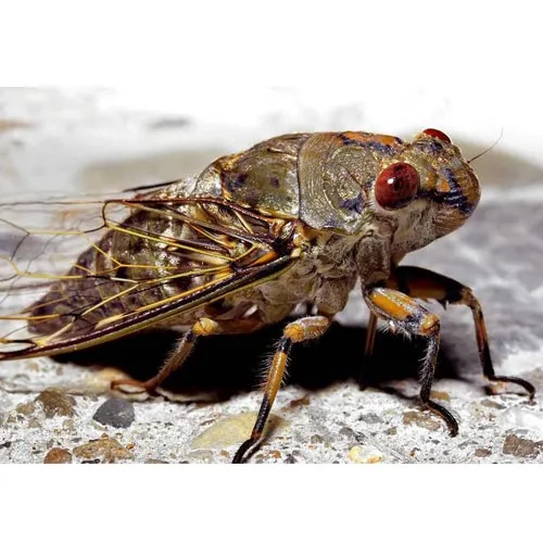 Cryptotympanapustulata Fabricius