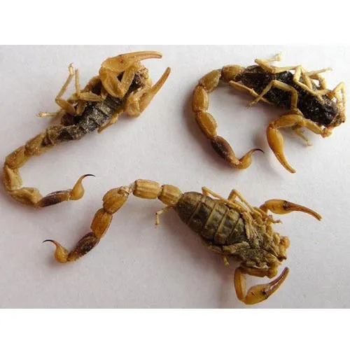 Scorpion