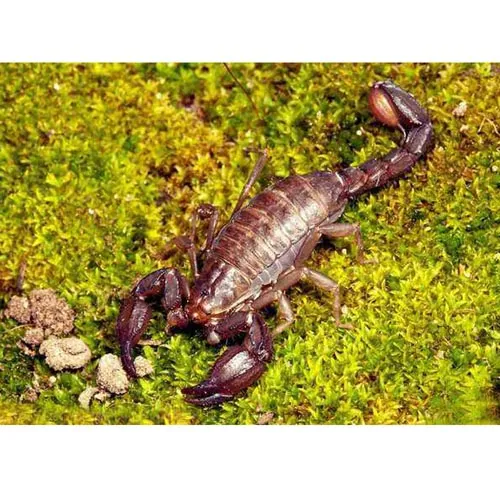 Scorpion