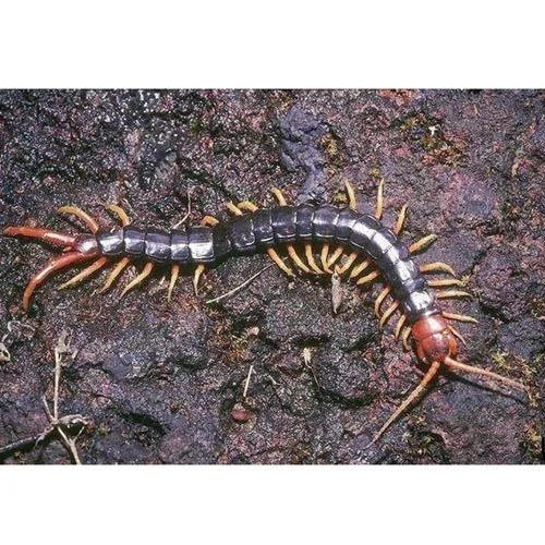 Mille-Pattes