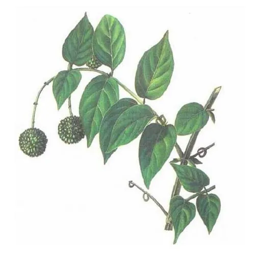 Uncaria rhynchophylla