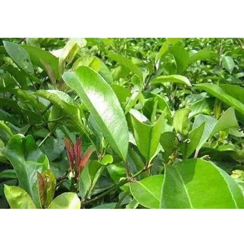 Kuding